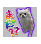 ナイスいぬ（個別スタンプ：30）