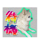 ナイスいぬ（個別スタンプ：31）