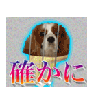 ナイスいぬ（個別スタンプ：34）