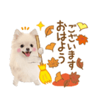 かわいい犬❤️飛び出す❤️ポメ❤️秋（個別スタンプ：2）