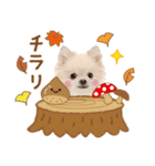かわいい犬❤️飛び出す❤️ポメ❤️秋（個別スタンプ：22）