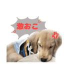 てんぷら日記（個別スタンプ：8）