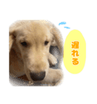 てんぷら日記（個別スタンプ：24）