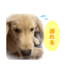 てんてんぷらぷら（個別スタンプ：24）