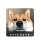 大好きなこんのスタンプ（個別スタンプ：9）