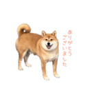 大好きなこんのスタンプ（個別スタンプ：16）