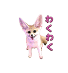 可愛いフェネックバニラファミリー（個別スタンプ：1）