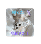 可愛いフェネックバニラファミリー（個別スタンプ：2）