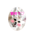 可愛いフェネックバニラファミリー（個別スタンプ：6）