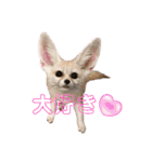 可愛いフェネックバニラファミリー（個別スタンプ：7）