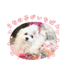 可愛いフェネックバニラファミリー（個別スタンプ：11）