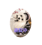 可愛いフェネックバニラファミリー（個別スタンプ：21）