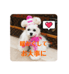 可愛いフェネックバニラファミリー（個別スタンプ：22）