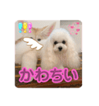 可愛いフェネックバニラファミリー（個別スタンプ：30）