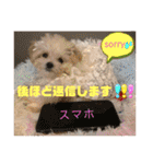 可愛いフェネックバニラファミリー（個別スタンプ：31）