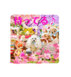 可愛いフェネックバニラファミリー（個別スタンプ：34）