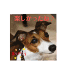 可愛いフェネックバニラファミリー（個別スタンプ：36）