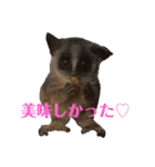 可愛いフェネックバニラファミリー（個別スタンプ：39）