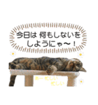 ハッピー＆ラッキースタンプ(=^ェ^=) ⑪（個別スタンプ：23）