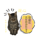 ハッピー＆ラッキースタンプ(=^ェ^=) ⑪（個別スタンプ：32）