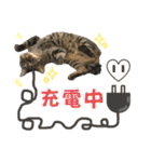 ハッピー＆ラッキースタンプ(=^ェ^=) ⑪（個別スタンプ：39）