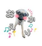 パグちゃんSTAMP（個別スタンプ：3）