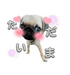 パグちゃんSTAMP（個別スタンプ：4）