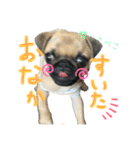 パグちゃんSTAMP（個別スタンプ：5）