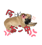 パグちゃんSTAMP（個別スタンプ：7）