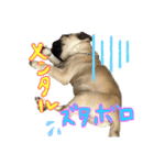 パグちゃんSTAMP（個別スタンプ：8）