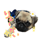 パグちゃんSTAMP（個別スタンプ：12）