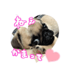 パグちゃんSTAMP（個別スタンプ：15）