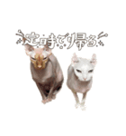 エルフキャットの白雪とたまに桃乃助（個別スタンプ：14）