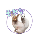 エルフキャットの白雪とたまに桃乃助（個別スタンプ：15）