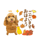 かわいい犬❤️飛び出す❤️プードル❤️秋（個別スタンプ：2）