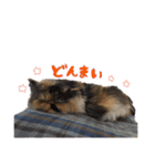 ぶさかわきなこちゃん 4（個別スタンプ：15）