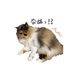 ぶさかわきなこちゃん 4（個別スタンプ：20）