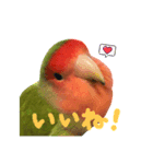 コザクラインコのしげまつくん2（個別スタンプ：2）