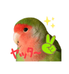 コザクラインコのしげまつくん2（個別スタンプ：6）