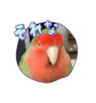 コザクラインコのしげまつくん2（個別スタンプ：7）