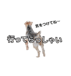 ヨークシャーテリアのガブリエル4（個別スタンプ：1）