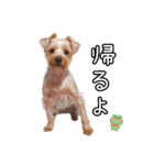 ヨークシャーテリアのガブリエル4（個別スタンプ：2）