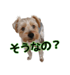 ヨークシャーテリアのガブリエル4（個別スタンプ：7）