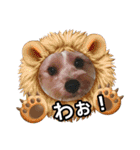 ヨークシャーテリアのガブリエル4（個別スタンプ：11）