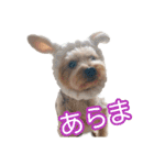 ヨークシャーテリアのガブリエル4（個別スタンプ：13）