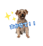 ヨークシャーテリアのガブリエル4（個別スタンプ：27）
