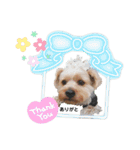 ヨークシャーテリアのガブリエル4（個別スタンプ：31）