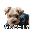ヨークシャーテリアのガブリエル4（個別スタンプ：36）