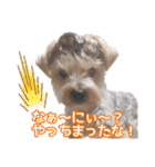 ヨークシャーテリアのガブリエル4（個別スタンプ：37）