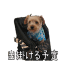 ヨークシャーテリアのガブリエル4（個別スタンプ：40）
